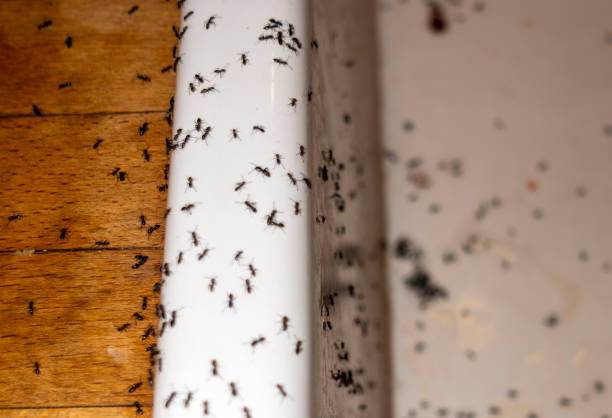 Best Best Pest Control Companies  in Strathmore, CA