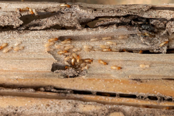 Best Wildlife Control Services  in Strathmore, CA